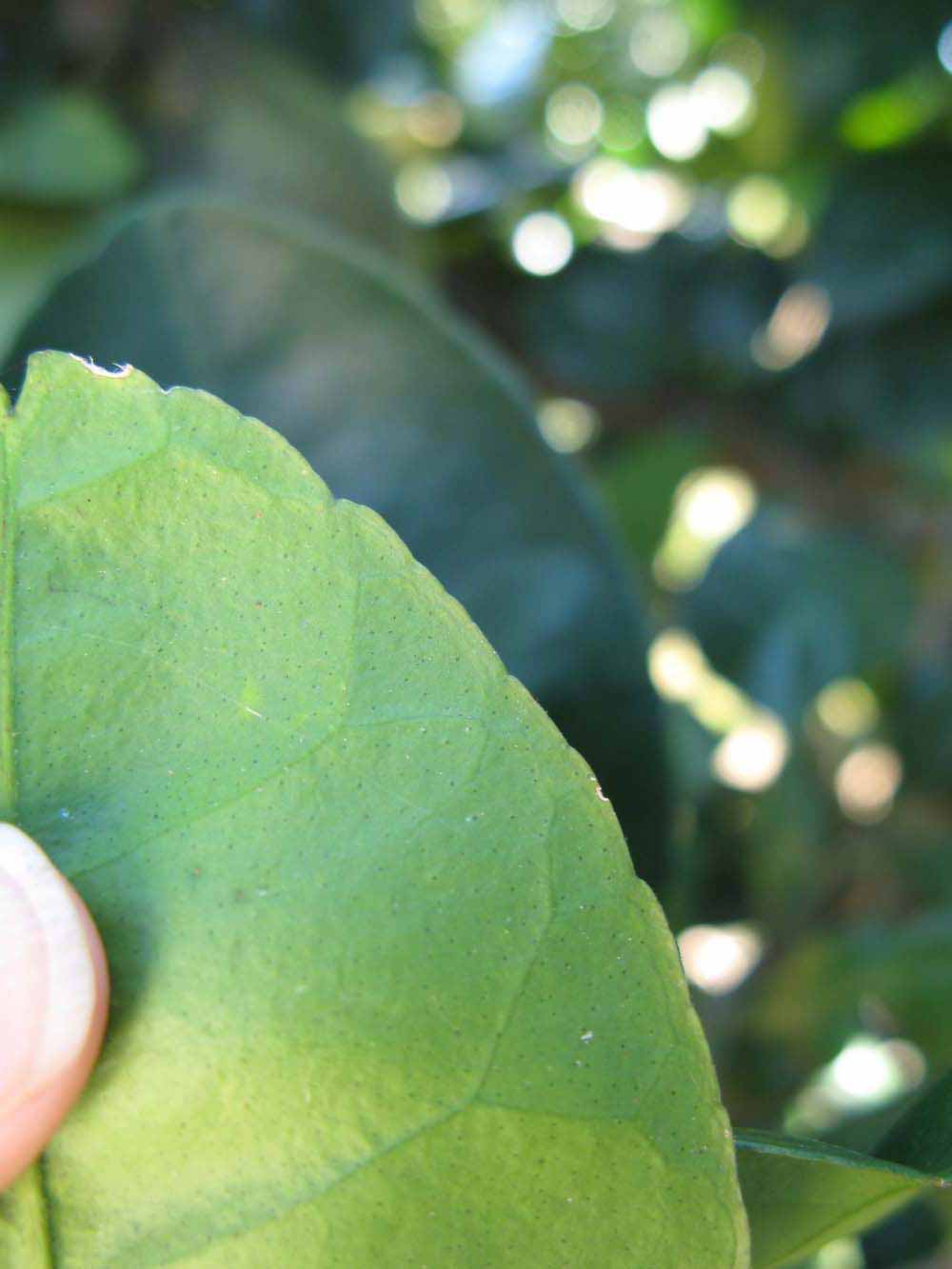              Margin (Winter Haven, FL)       